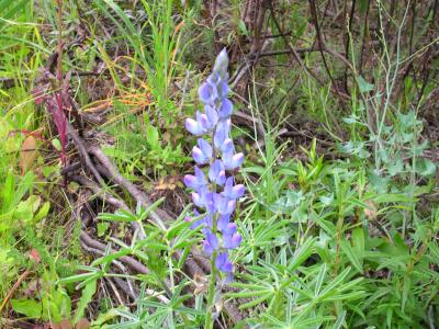 Tremoceiro-das-folhas-estreitas // Narrowleaf Lupin (Lupinus angustifolius)