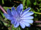 Chicria (Cichorium intybus)