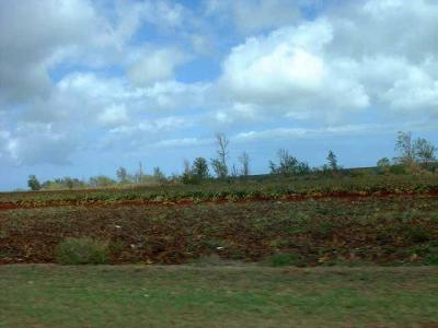 Dole Pineapple fields