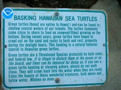 u35/vcxp/medium/23217122.BaskingSeaTurtles.jpg