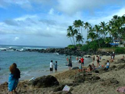 Wimea Bay Turtles
