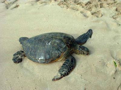 Wimea Bay Turtles
