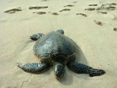 Wimea Bay Turtles