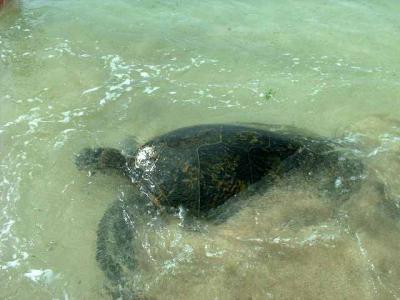 Wimea Bay Turtles