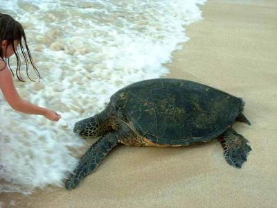 Feeding Turtles Seaweed