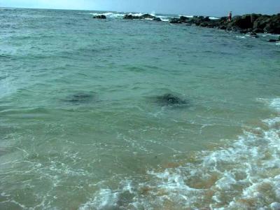 Turtles Swimming