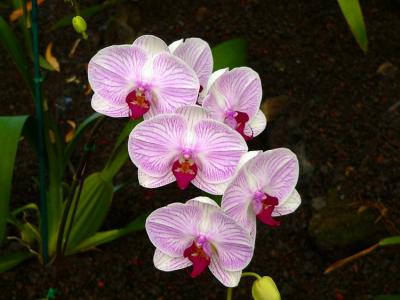 Orchid #5
