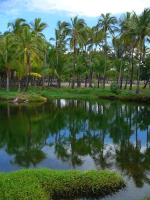 Mauna Lani Fishponds #2