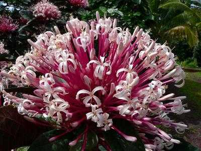 Ixora