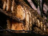 Wild Bee Hive