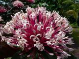 Ixora
