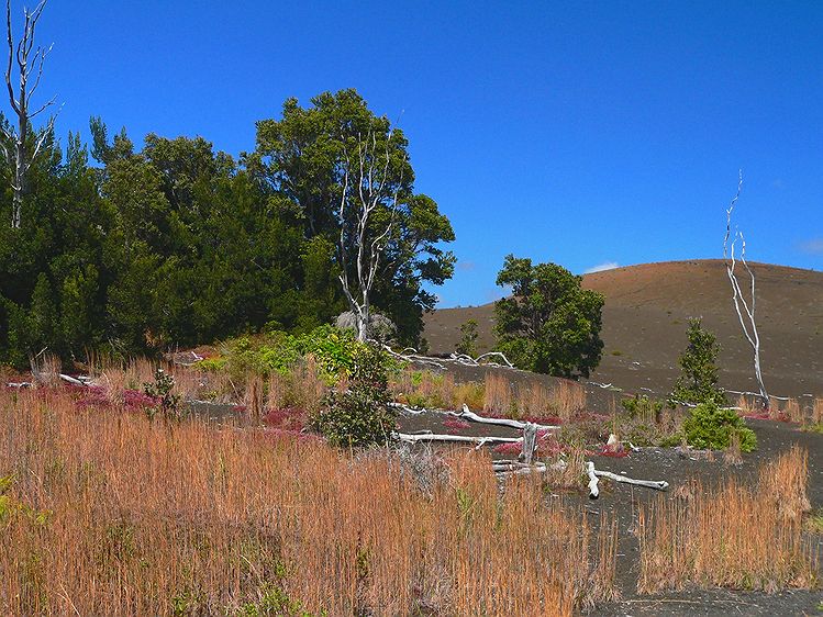 Devastation Trail- Volcano National Park