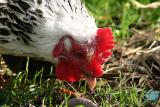 Terri (Meathead) chicken finds something interesting