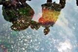 Reflections In Tide Pool