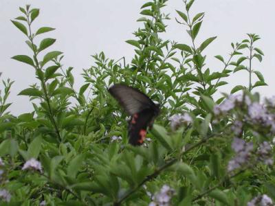 Papilio protenor.JPG