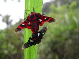 Mating moths.2.JPG