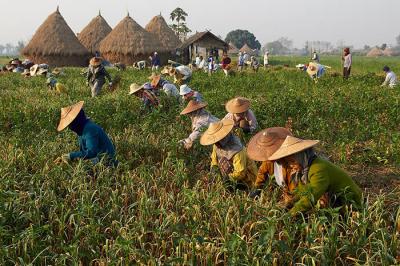 Work at garlic plantation 2