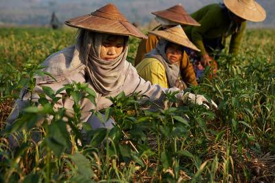Work at garlic plantation 6