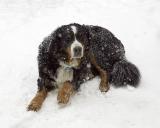01-MAR-2005<br>snow dog