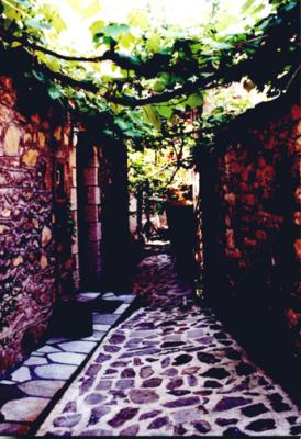 u35/wendycc/medium/40429432.GRAPEVINEPATH.jpg
