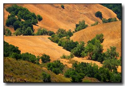 u35/wendyo/medium/31799647.califliveoaks1copy.jpg