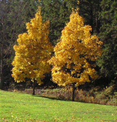 Fall Trees