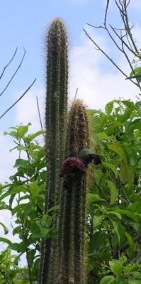 Cactus bloom