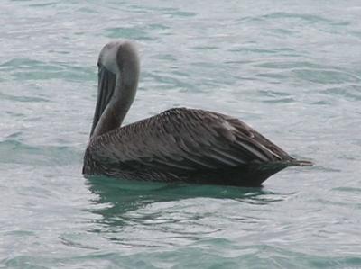 Pelican