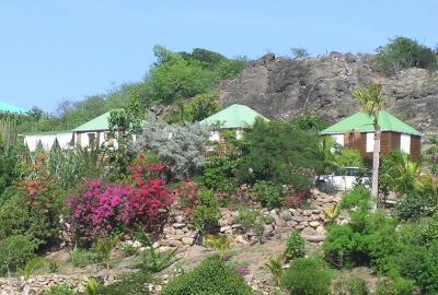 Bougainvillea bushes