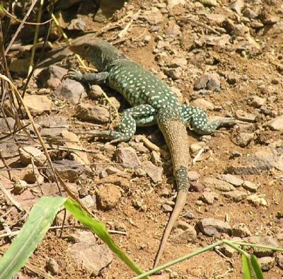 Larry the Lizard