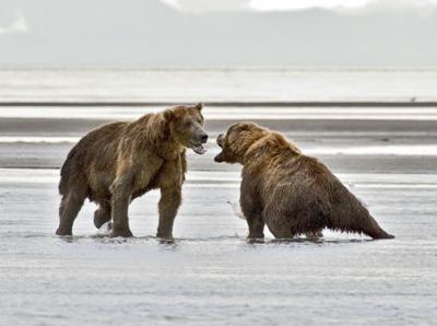 bears fighting.jpg