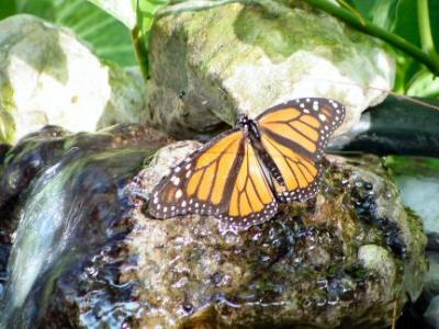 monarch waterfall