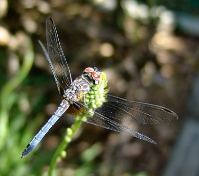 blue dasher male