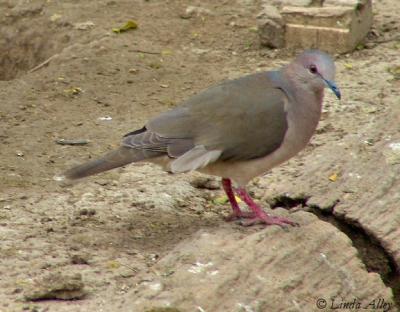 white-tipped dove