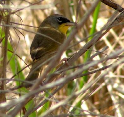 gray-crowned yellowthroat