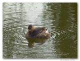 least grebe
