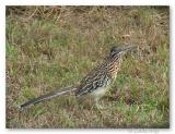 roadrunner