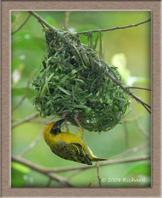 jbp_embrace_nature_2004