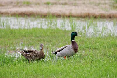 Wally, this spot's too wet for a nest!