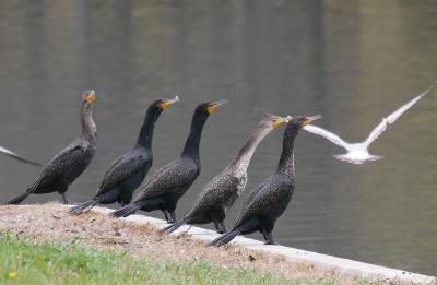 Double Crested Cormorants