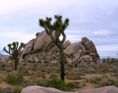 Joshua-Tree3.jpg