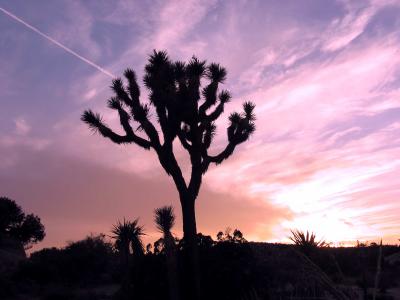 Joshua-Tree10.jpg