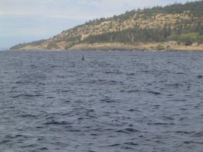 u35/world_of_sarah/medium/23037089.003VancouverIsland025Whalewatching9web.jpg