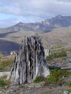 024 Mt. St Helens - Tree Remains web.jpg