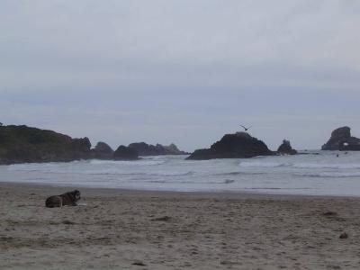 028 Indian Beach-Ecola State Park 25 web.jpg