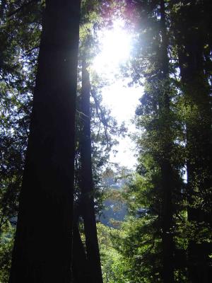 016 Redwood Forest - Prairie Creek 9 web.jpg