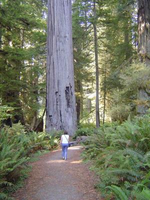 033 Redwood Forest - Big Tree Area 1 web.jpg