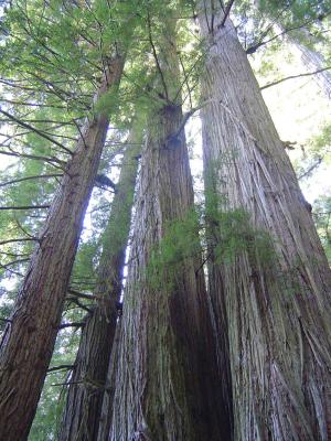 034 Redwood Forest - Big Tree Area 2 web.jpg