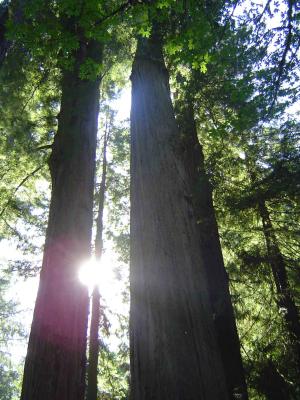 038 Redwood Forest - Big Tree Area 6 web.jpg