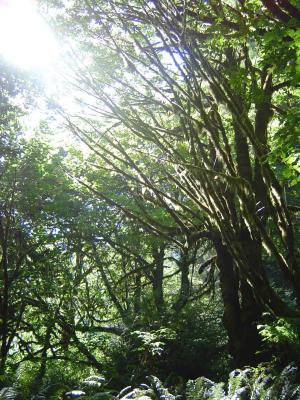 042 Redwood Forest - Big Tree Area 10 web.jpg